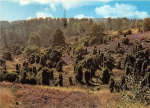 BG10872 luneburg luneburger heide   germany