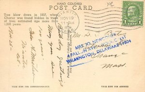 The Charter Oak Tree  Hartford CT 