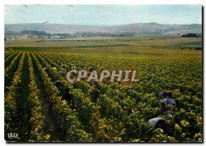 Modern Postcard Harvest in Champagne