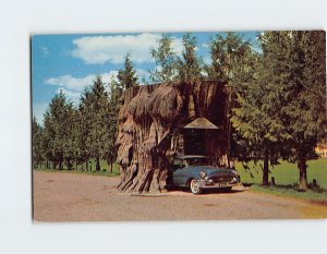 Postcard A Giant Cedar Stump On Highway 99 Washington USA