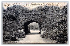 Ivy Arch Delaware Park Buffalo New York NY 1906 Rotograph UDB Postcard U4