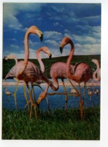 484296 pink flamingos lenticular 3D postcard