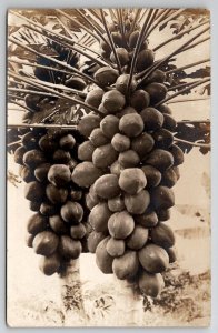 RPPC Honolulu HI Hawaii Papaya Tree And Fruit Real Photo c1920s Postcard T23