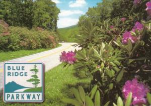 Flowers Appalachian Rhododendron On The Blue Ridge Parkway