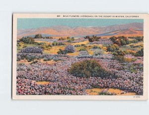 Postcard Wild Flowers (Verbenas) On The Desert In Winter, California