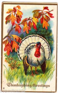 Thanksgiving, White Turkey