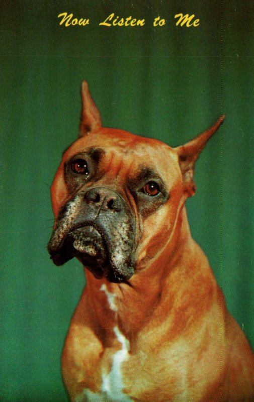 Boxer Dog