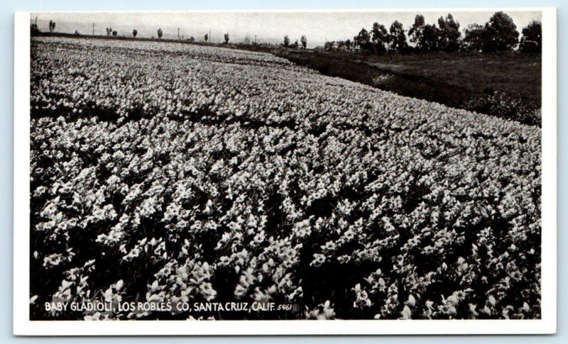 SANTA CRUZ, CA California ~ LOS ROBLES CO. Flower Farm Gladioli c1910s Postcard