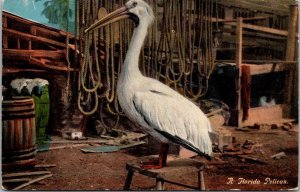 Florida Birds A Florida Pelican 1917