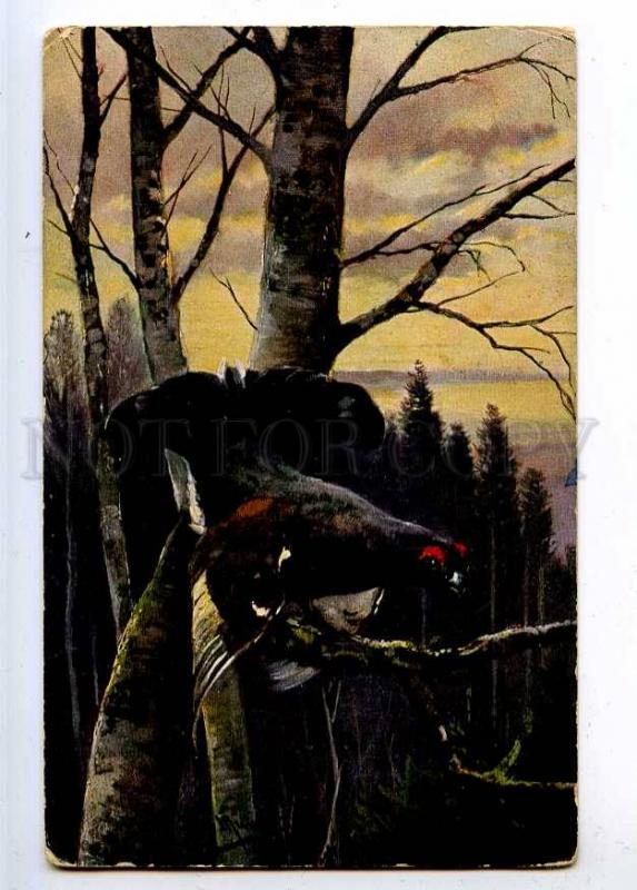 223310 GERMANY Bird hunting grouse on lek MULLER old postcard