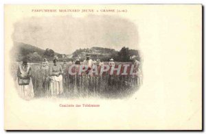 Old Postcard picking tuberous Young Parfumerie Molinard in Grasse