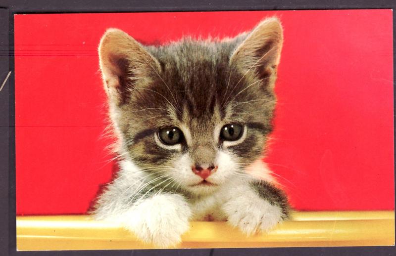 Kitten Post Card PC2365