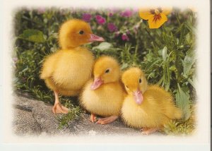 Animals. Three duck chicks Modern German  photo postcard. Size 16 x 11 cms.