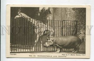 429075 London ZOO Hippopotamus GIRAFFE Vintage DUNCAN postcard