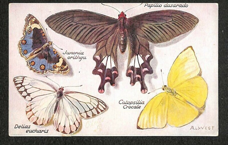 Butterflies On The Wing Perforated Papilio Dasarado A. L. West Artist Postcard