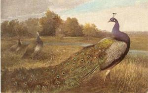 \Peacoks\ Very nice German postcard 