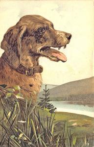 Raphael Tuck Dog in The Wild Art Embossed Postcard