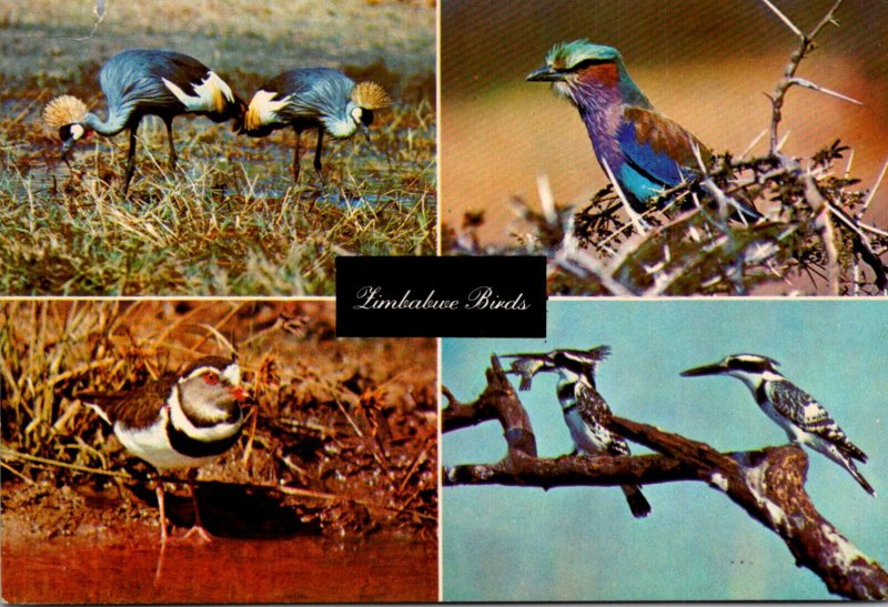 Zimbabwe Birds Multi View Crowned Crane Pied Kingfishers Lilac Breast Roller ...