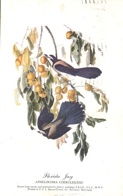 Florida Jay - Aphelocoma Coerulescens - Audubon Bird Drawing - pm 1951