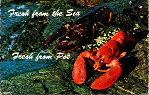 Maine Lobster From Sea Pot Postcard PM Portland ME Cancel WOB Note VTG 20c Stamp 