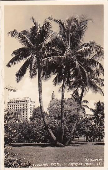 Coconut Palms In Bayfront Park Sarasota Florida 1938 Real Photo