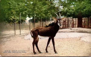 New York Zoological Park Sable Antelope