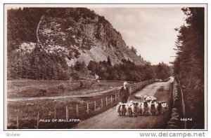 RP, Shepherd With A Flock Of Sheep, Pass Of Ballater (Aberdeenshire), Scotlan...