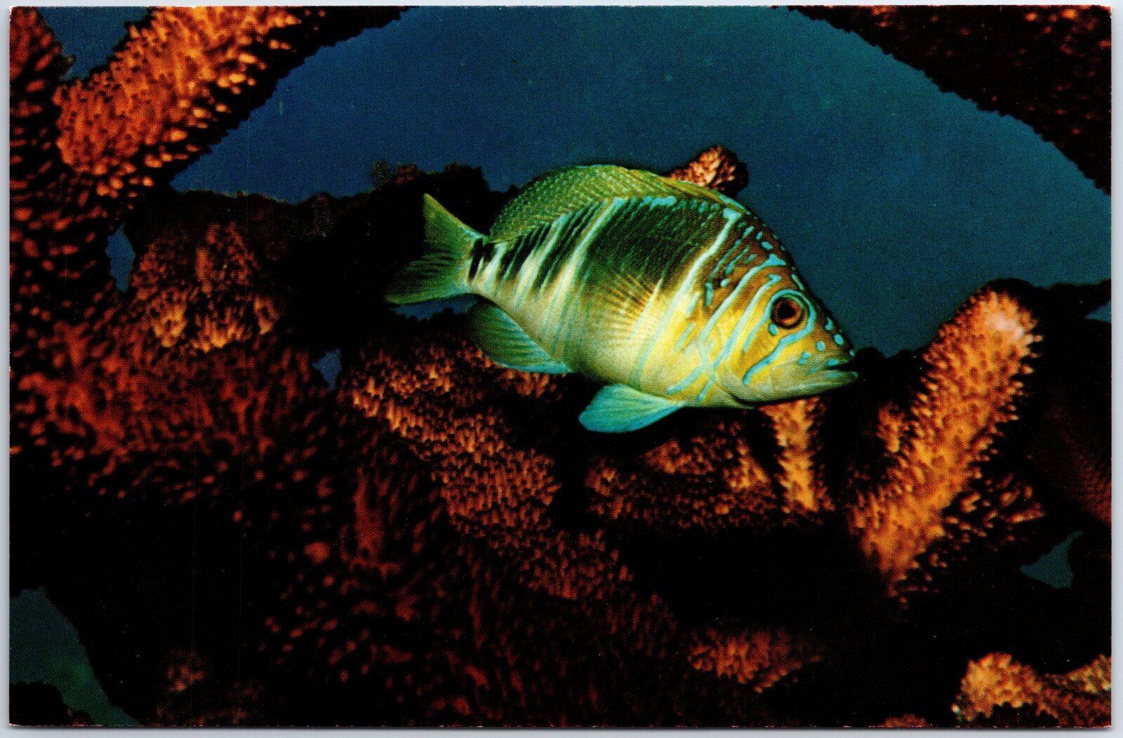 Vintage Continental Sized Postcard Barred Hamlet Fish of Belize Loaded