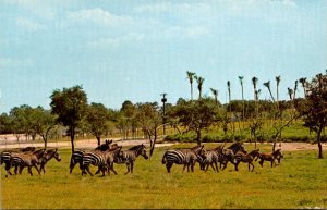 Florida Tampa Busch Gardens Herd Of Rare Grevy's Zebras At African Veldt