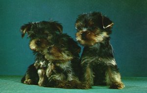 Vintage Postcard Purebred Yorkshire Terrier Puppies Dogs Pets Columbia Pub.