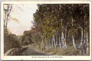 White Mts. New Hampshire, 1925 Birches, Intervale, Trees Lined, Road, Postcard