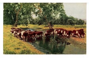 Cattle in the Stream