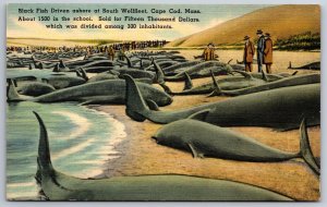 Cape Cod Massachusetts~Black Fish Driven Ashore On Beach~Vintage Linen Postcard