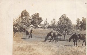 CORNISH NH 1907 REAL PHOTO POSTCARD HORSES GRAZING-LARGE HOUSE & STONE WALL