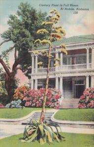 Alabama Mobile Residential Scene With Century Plant In Full Bloom