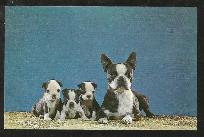 Boston Terriers Post Card PPC1483