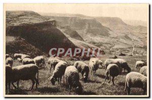 Postcard Old Roquefort Pastures on the Causses Sheep