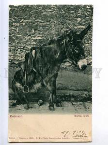 214039 DONKEY Robinson Martin sulks Vintage postcard