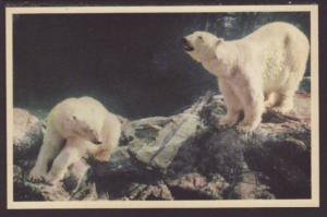 Polar Bears Postcard 