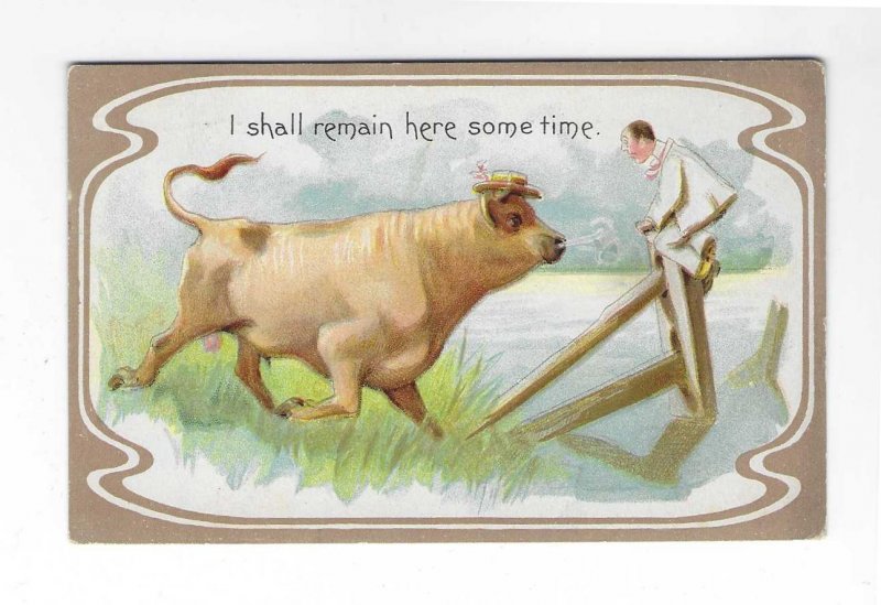 Vtg 1911 Comical Funny Animal Bull Postcard