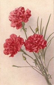 Flowers. Beautiful carnations Old vintage Swiss postcard