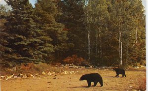 Black Bear In The Copper Country Michigan's Upper Peninsula Misc MI 