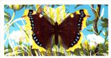 Brooke Bond Tea British Butterflies No 24 Camberwell Beauty