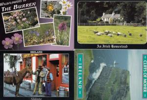 Ireland Slainte Wildflowers Homestead Cliffs 4x Irish Postcard s