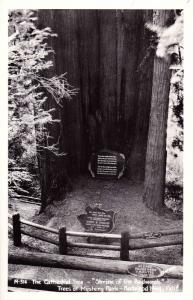 RPPC Redwood Highway, CA, Trees of Mystery Park, Cathedral Tree Postcard  E06