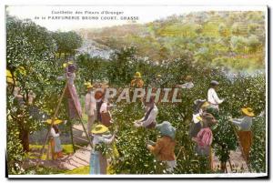 Old Postcard picking flowers & # 39oranger Parfumerie Molinard Grasse Court