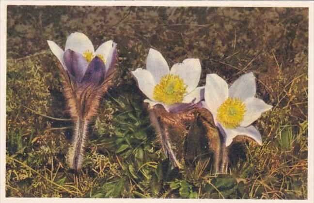 Switzerland Alpine Flowers Mountain Anemone