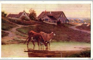 Cattle Drinking From A Pond Cow Postcard Posted 1909