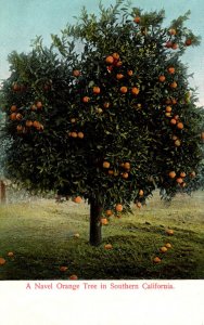 California A Naval Orange Tree In Southern California