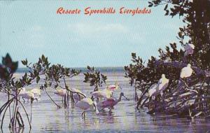 Florida Everglades National Park Roseate Spoonbills Feedind In Florida Bay 1970